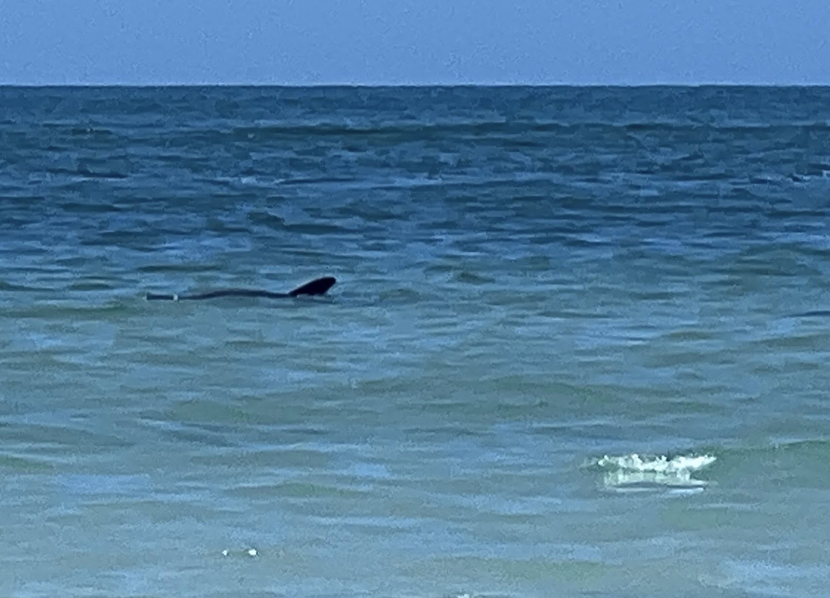 Dolphin 2