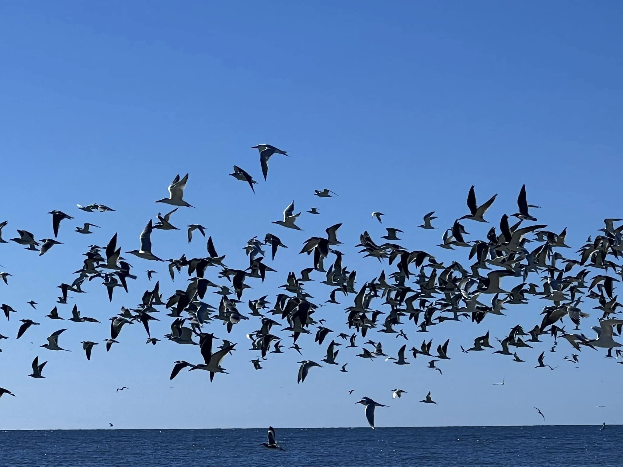 Terns 2