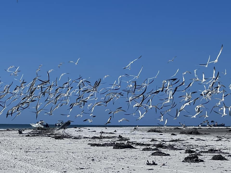 Terns 4