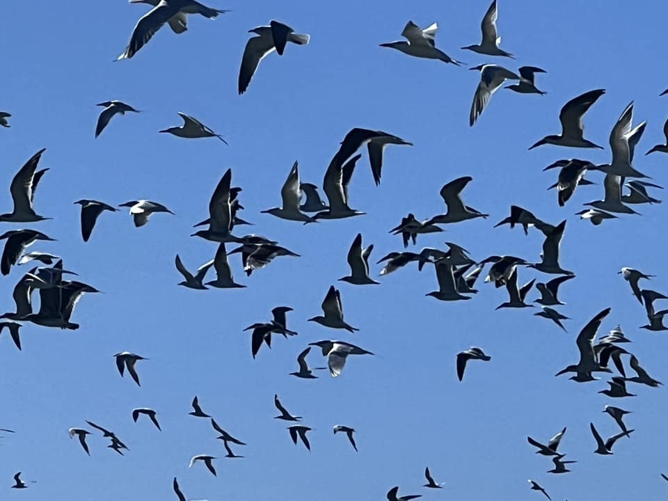 Terns 5