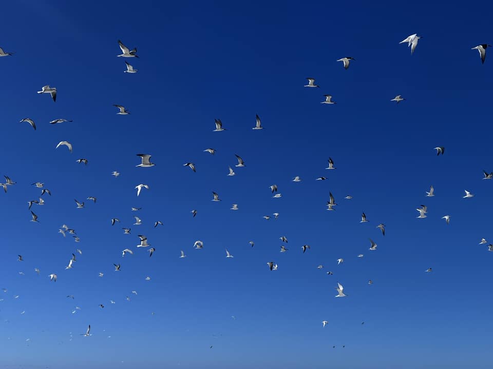 Terns 6