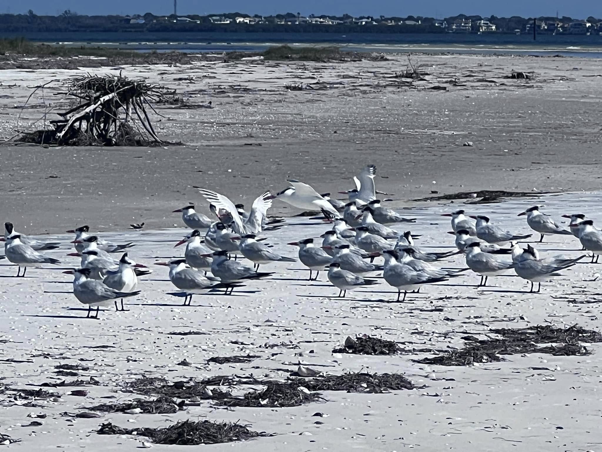 Royal Terns on South Anclote Key