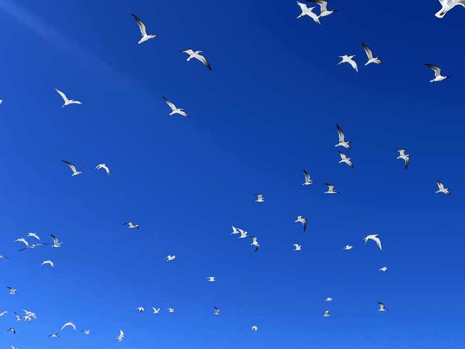 Terns 9