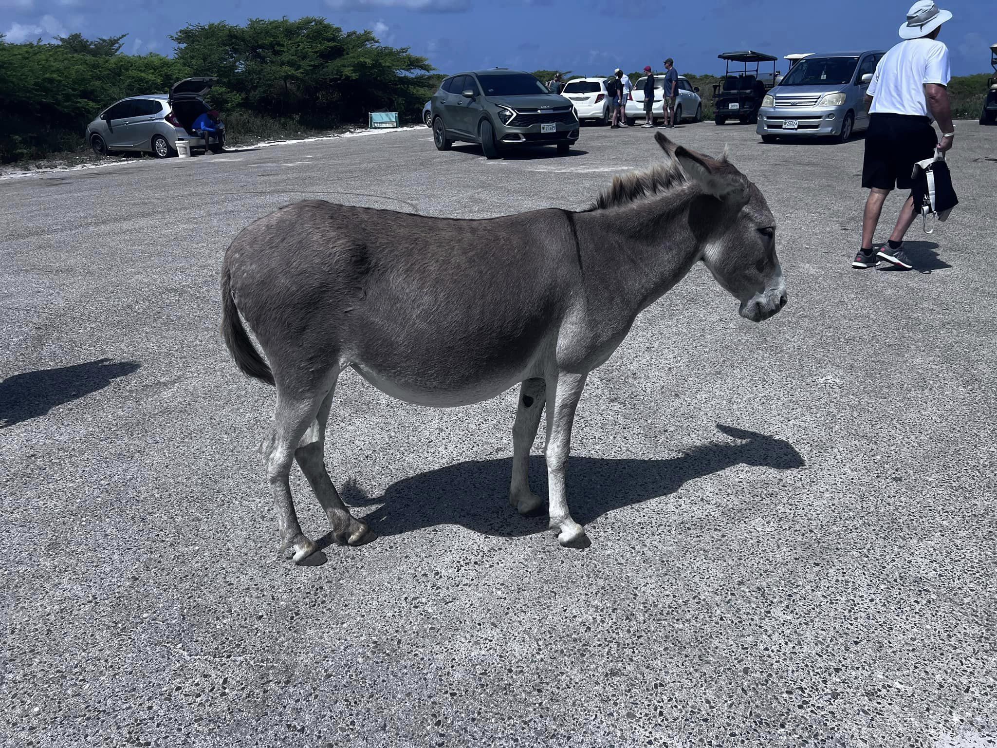 Donkey